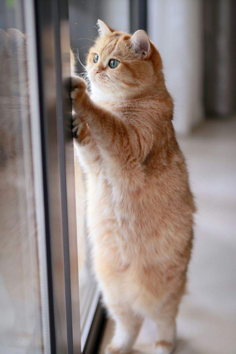 春に向けた猫との暮らし準備ガイド
