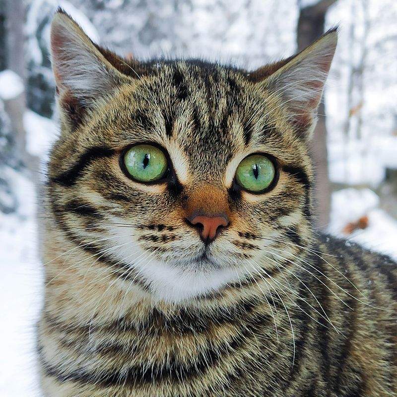 保護猫との出会いが暮らしにもたらすもの
