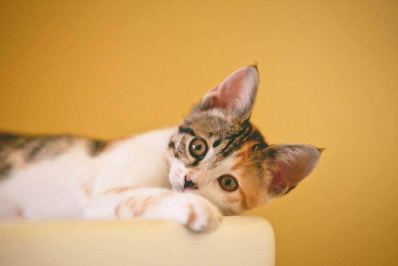 保護猫との出会いを増やすための集客導線改善