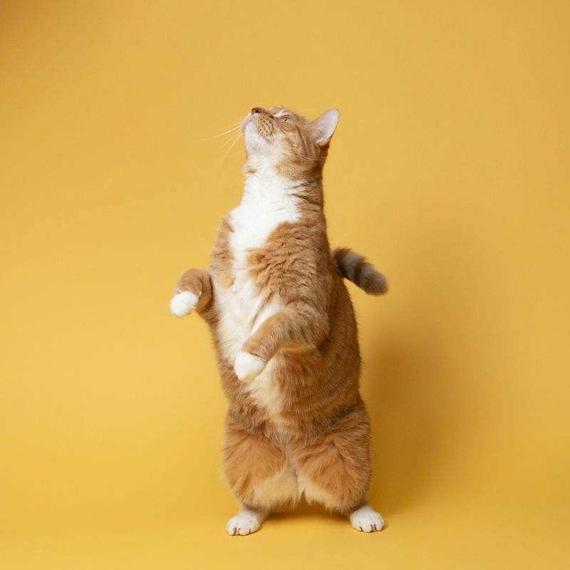 多頭飼育サポート相談