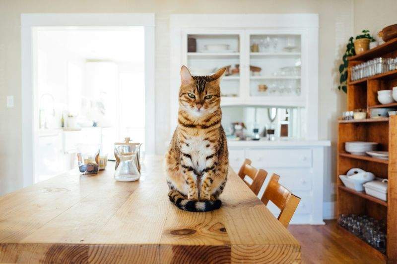 猫の行動カウンセリング